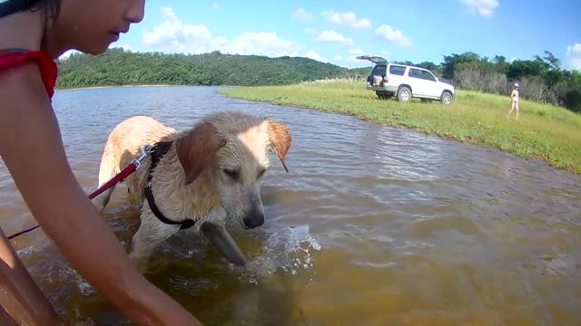 CACHORRO BRINCANDO NA AGUA