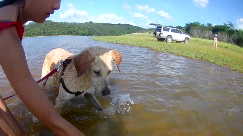 CACHORRO BRINCANDO NA AGUA