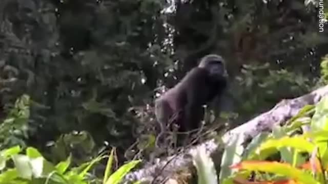After 5 years... Man meets Gorilla he raised