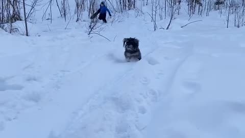 Fun times with puppy in snow