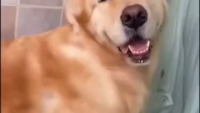 Golden Retriever Taking a Bath ~Water Brush~