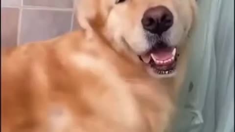 Golden Retriever Taking a Bath ~Water Brush~