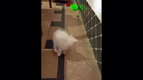 Cate video 🐈🐈🐈🥰🥰