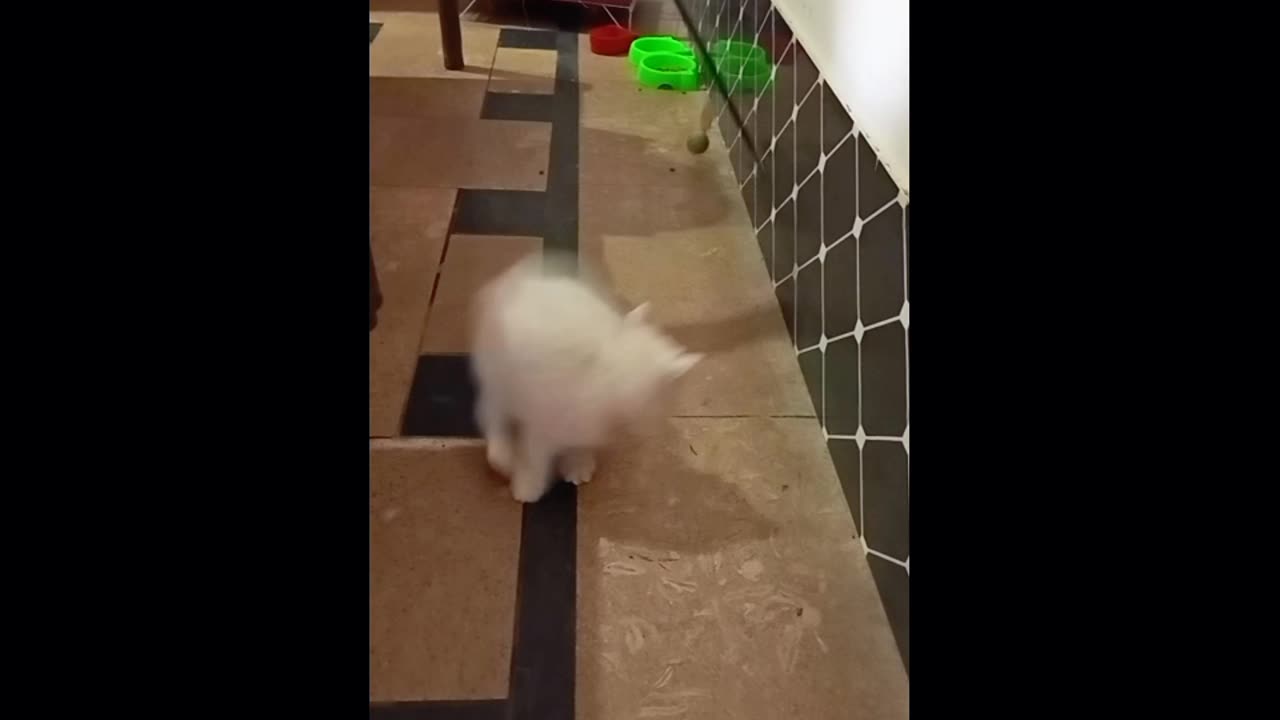 Cate video 🐈🐈🐈🥰🥰