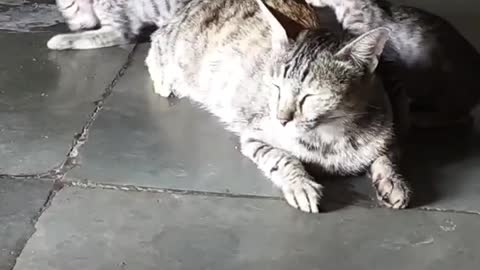 Cute kittens play with her mother