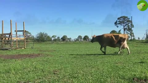 Calves Videos | Adorable Baby Cows 🐄