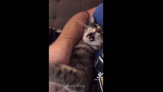 funny pet videos