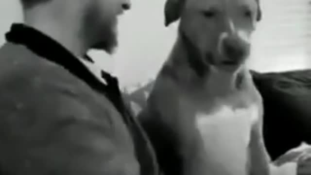 Funny animals | #Shorts