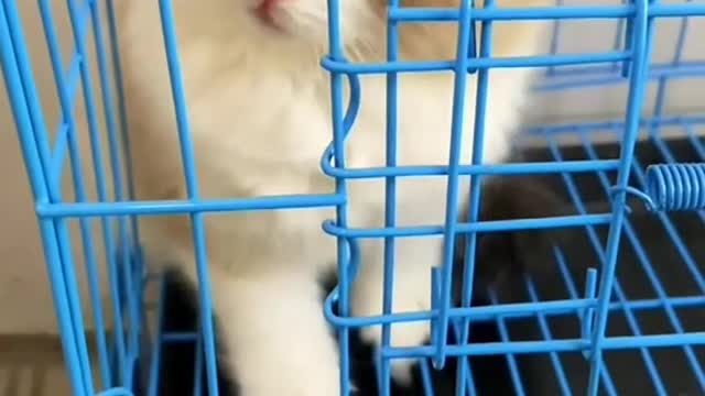 This kitten is cute and looks good（4）