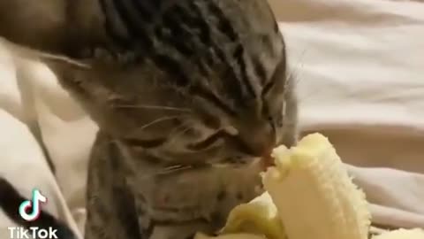 Cat having a snack