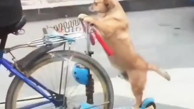 Amazing dog 🐕 video# funny video