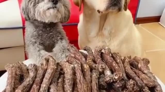 Top Funny and Cute Dog Videos #short