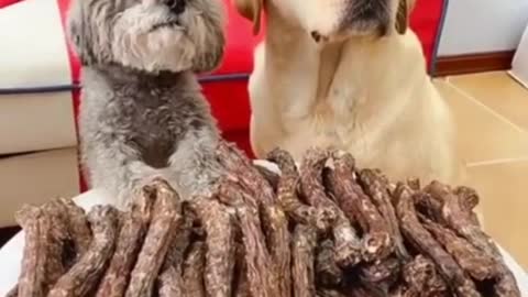 Top Funny and Cute Dog Videos #short