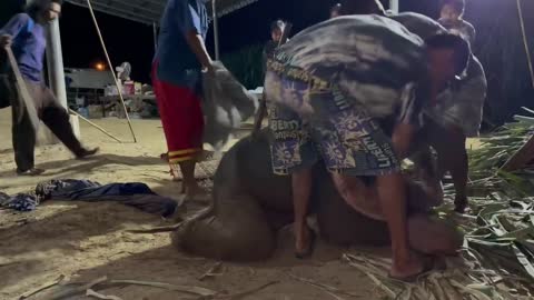 Elephant giving birth