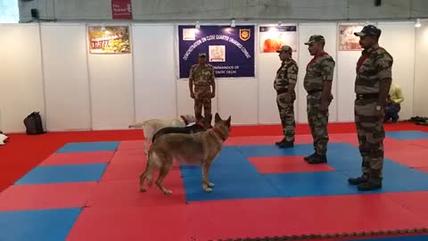 Dog training