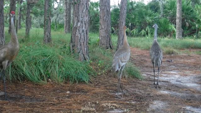 Saturday Sandhill Crane Visit 2