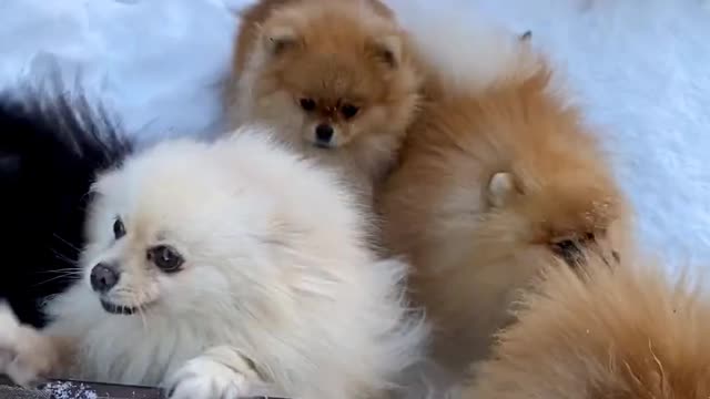 Naughty puppies playing snow