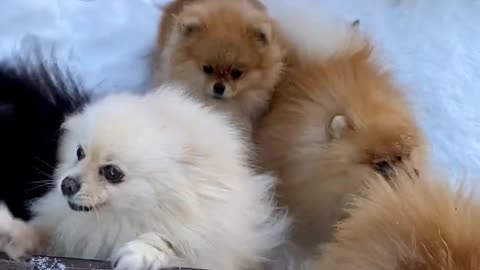 Naughty puppies playing snow