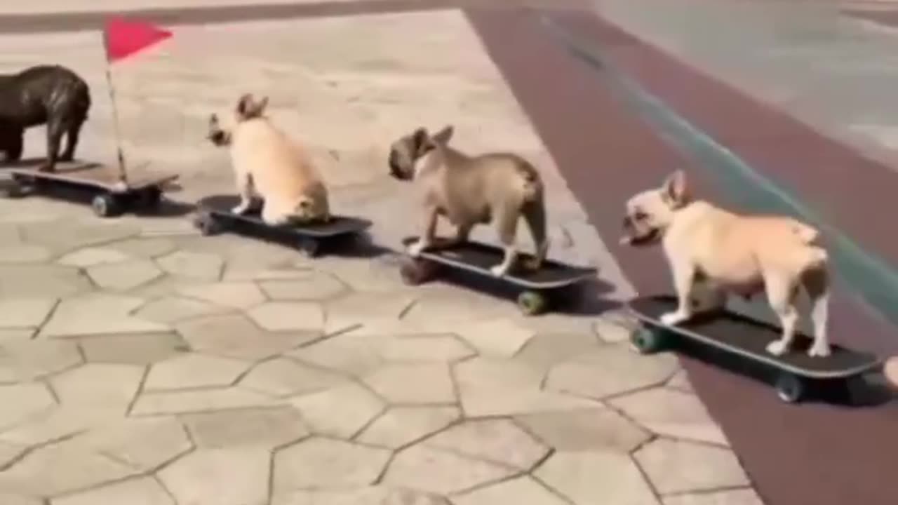 New funny 🤣🤣 video
