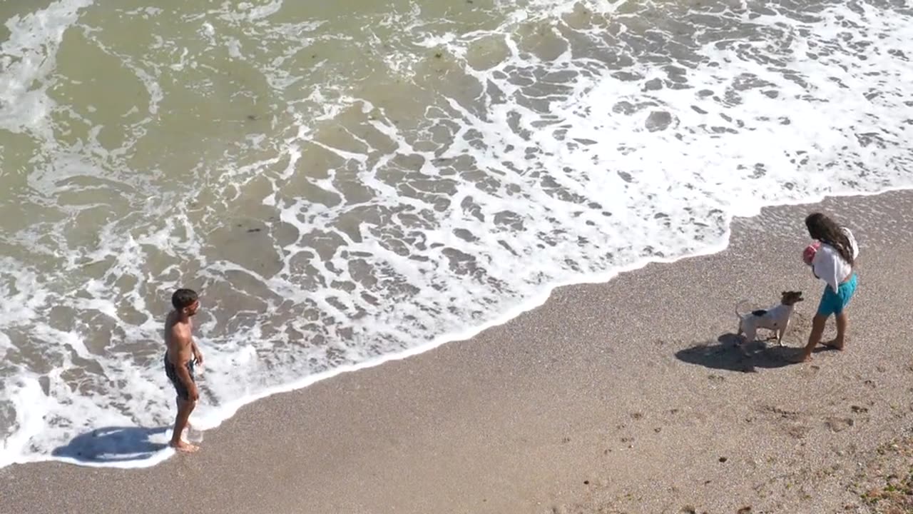 Dog playing see Beach ⛱️