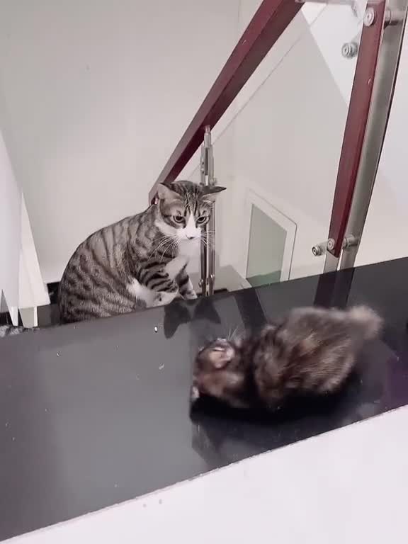 There are 2 cats in the house who are always playing with each other