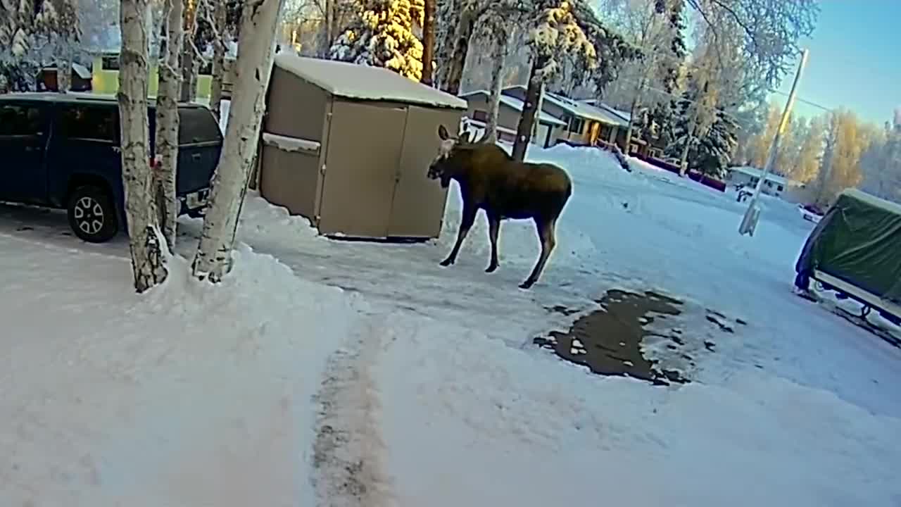 Alaska man ducks into shed to avoid bull moose Funny