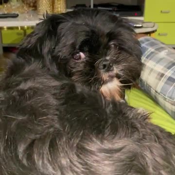 Dog watching the Dog movie