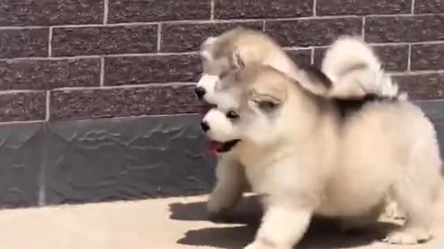 Funniest and Cutest Puppies