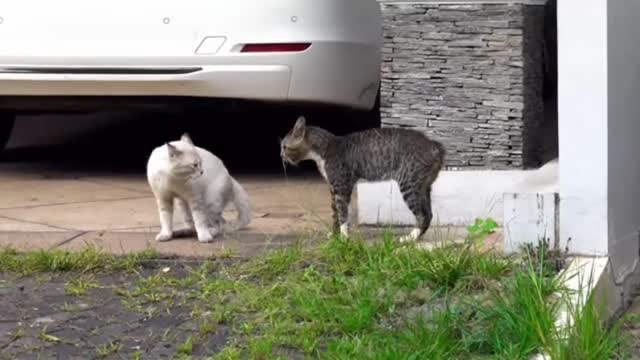 Cat video funny two cat baby cats