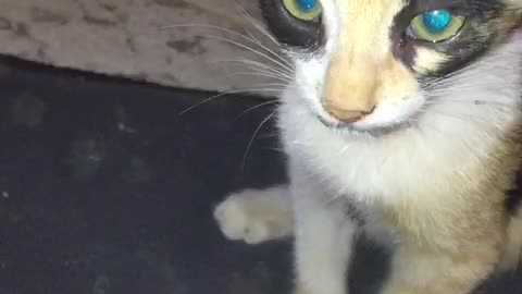 My poor kitty is sick