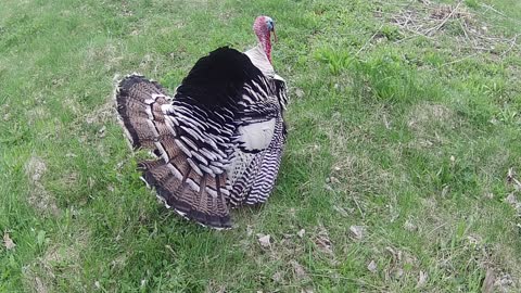 Tame turkey in the garden