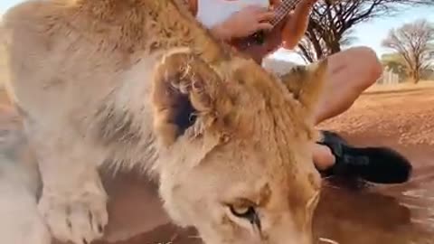 PLAYING MY UKULELE WITH THE LIONS!