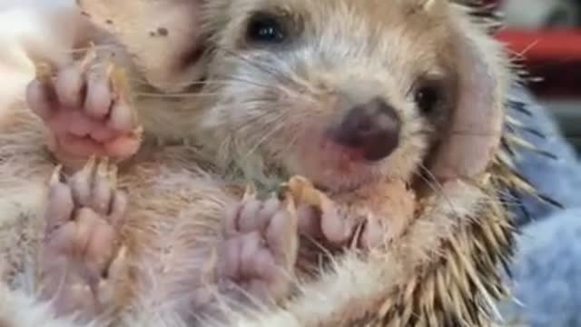 Tired baby hedgehog yawns adorably