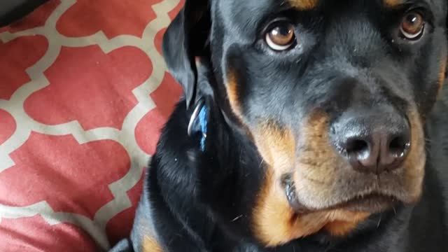 Buster, the Rottweiler, and the "Leave It" command