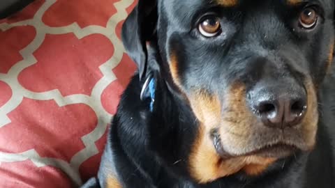 Buster, the Rottweiler, and the "Leave It" command