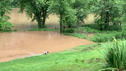 Dixie Swimming in the flood water