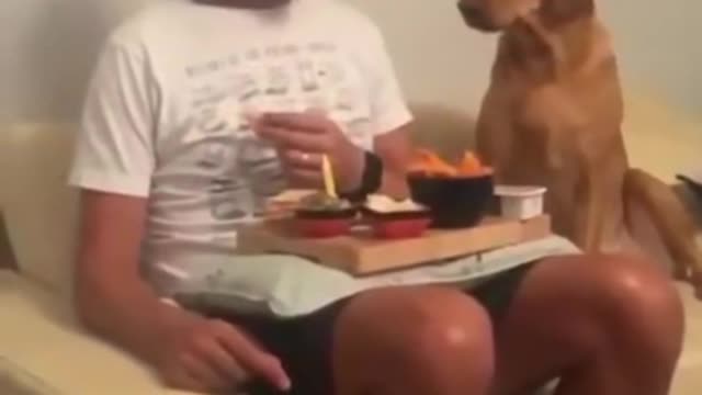 Dog Looks All Over Every Time Owner Eats