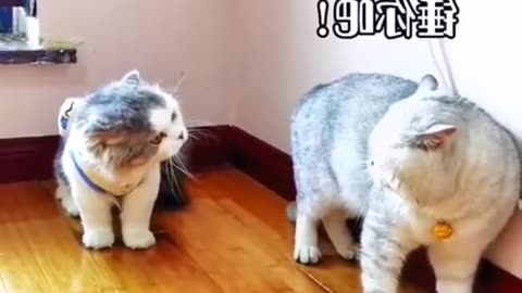 Funny Cat Video 😂