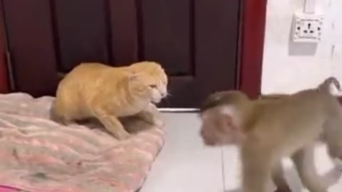 Funny cats video funny monkey and cat video