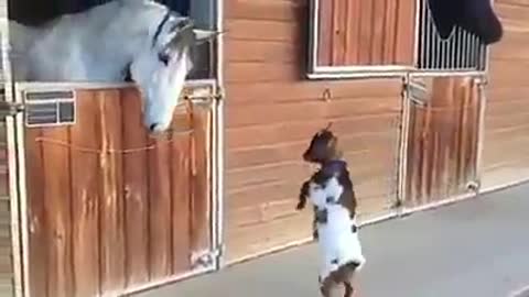 Animals loving hours
