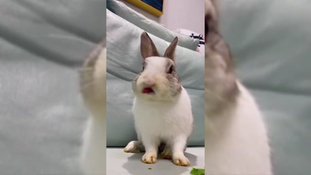 Rabbit eating food ......... AMAZING