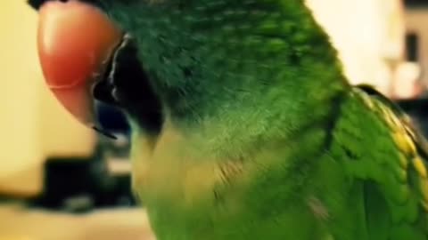 Bird Debates Fixing Feather