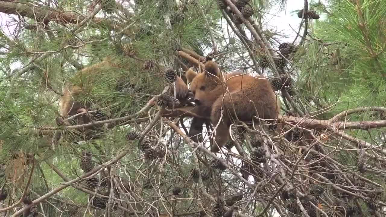 Animal , Pet & Wildlife : Bear Cub In The Top Of The Tree