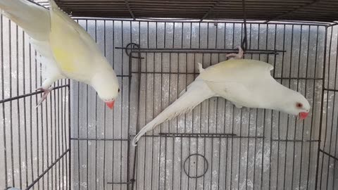 My parrots