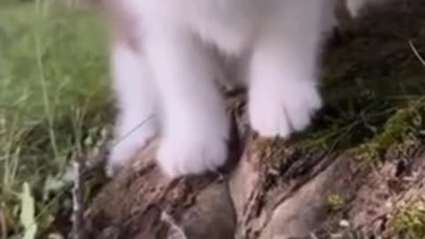 Cute cat 🐈 trending video