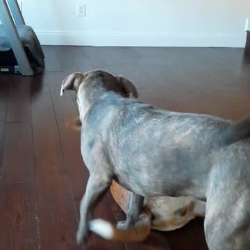 After A NAP Tucker Carlson and Claire Bear Play