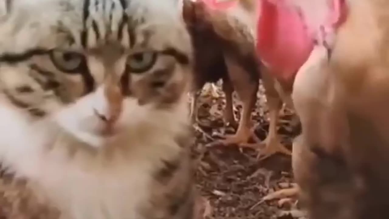 FUNNIEST CATS 😂 | PART 4
