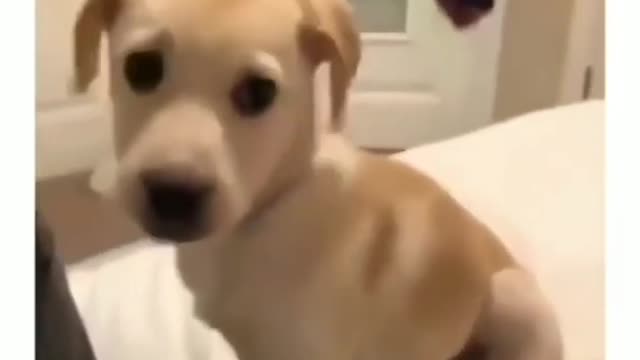 This dog is really funny dog sound video dog TV barking howling video