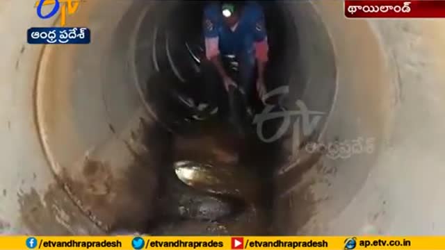 king cobra pulled out from sewer in thialand after hour long operation