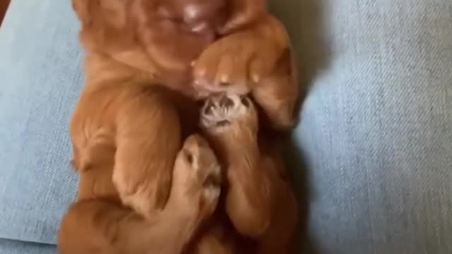 sweet dog